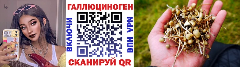 Купить где  Буинск  Псилоцибиновые грибы Psilocybine cubensis 